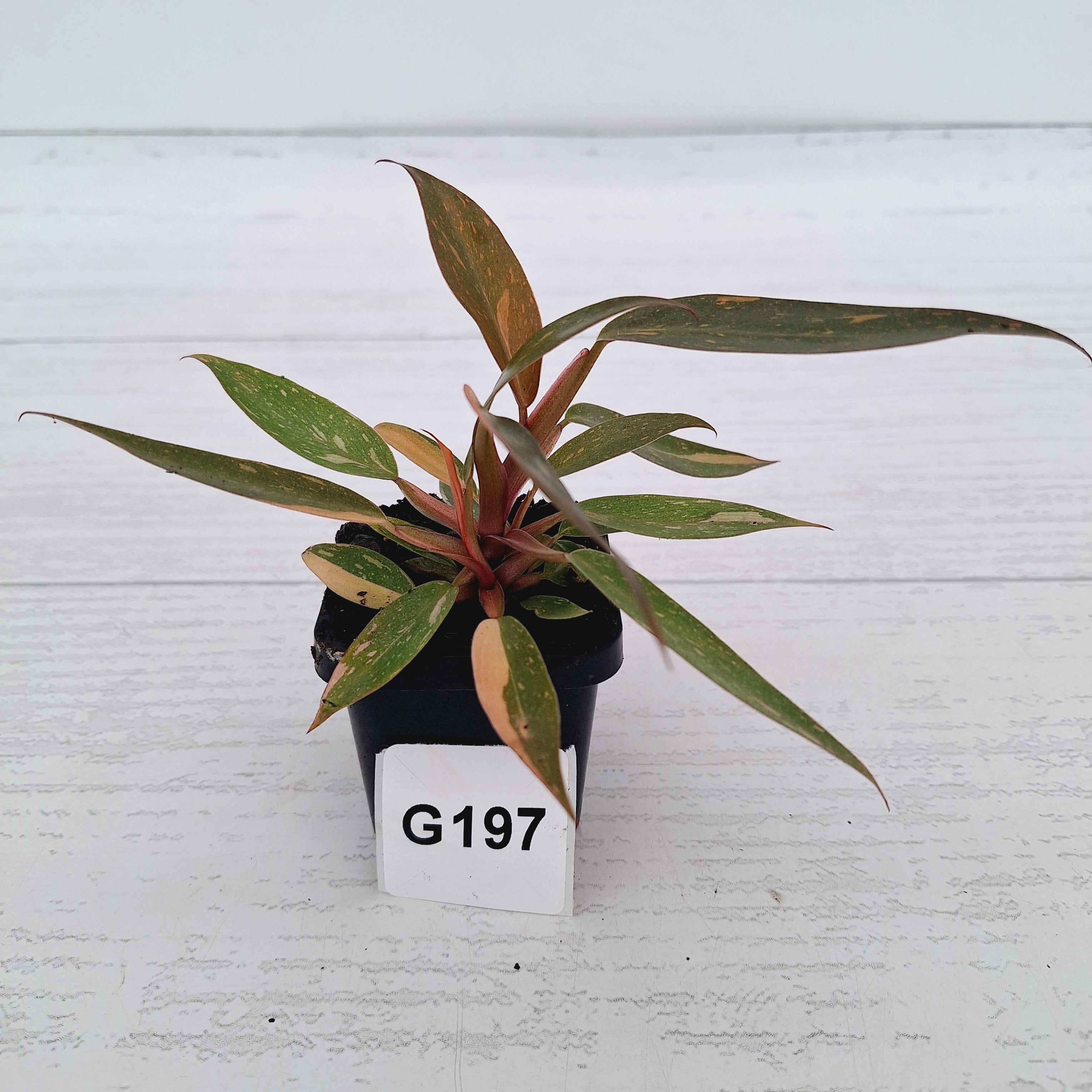 Philodendron 'Orange Princess'