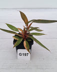 Philodendron 'Orange Princess'
