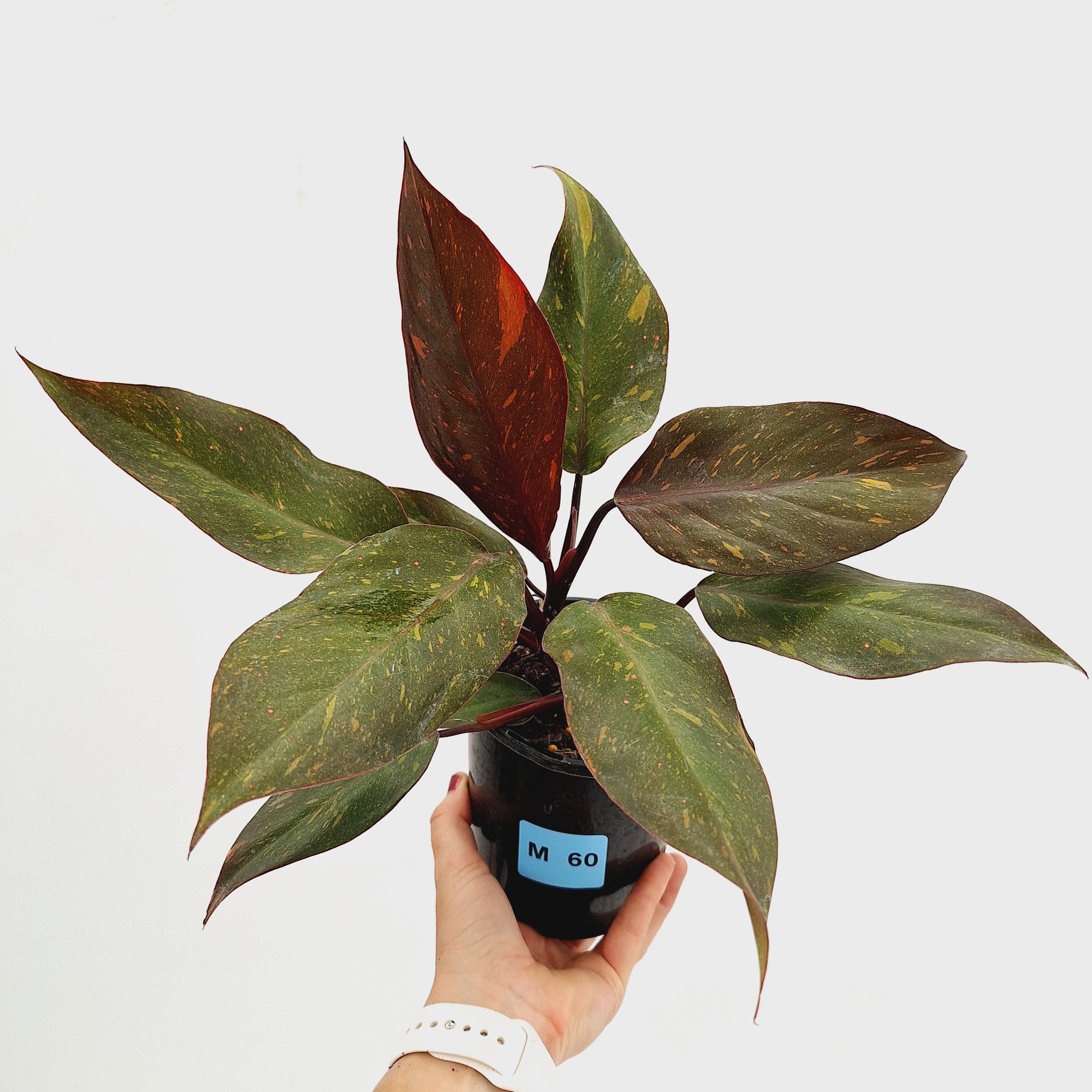 Philodendron &#39;Orange Princess&#39;