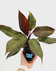 Philodendron 'Orange Princess'
