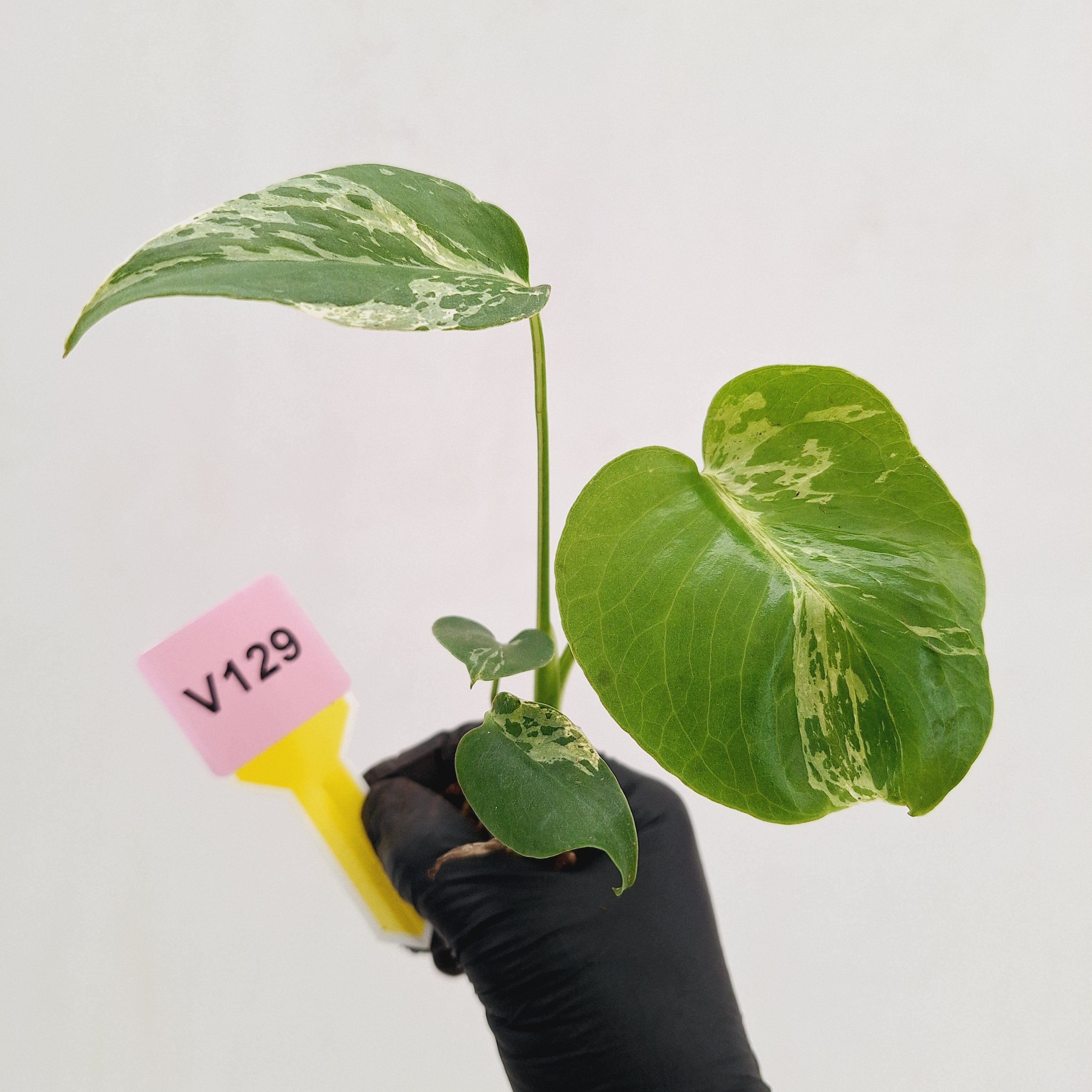 Monstera Deliciosa 'Bulbasaur - Bare Bottom Baby
