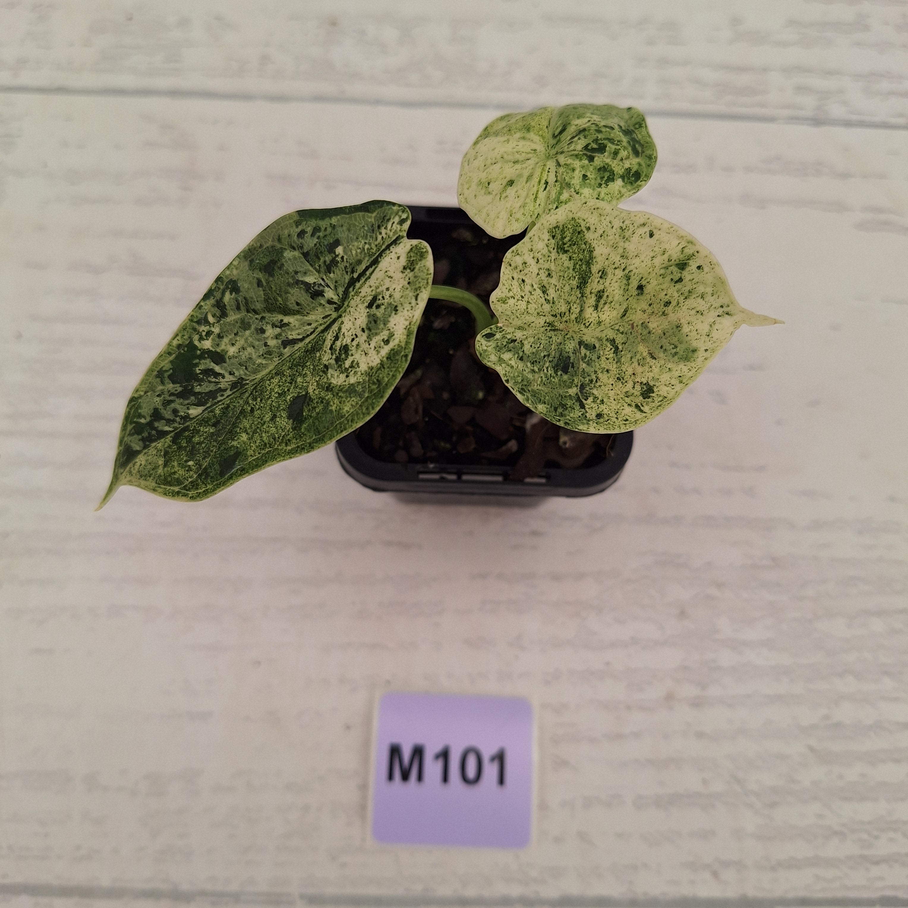 Alocasia baginda ‘Dragon Scale Mint’