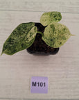 Alocasia baginda ‘Dragon Scale Mint’