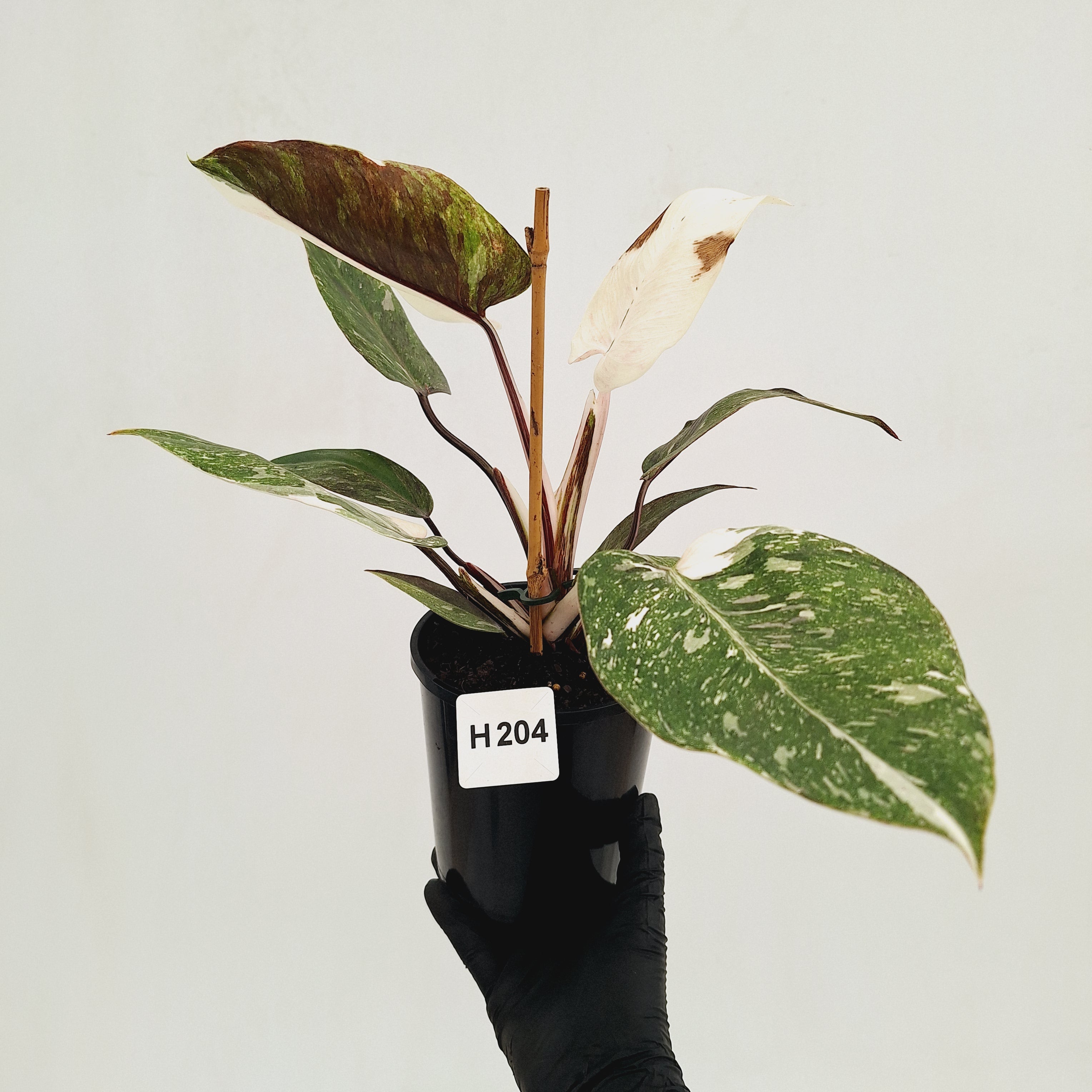 Philodendron 'Pink Princess Galaxy Marble' Sport