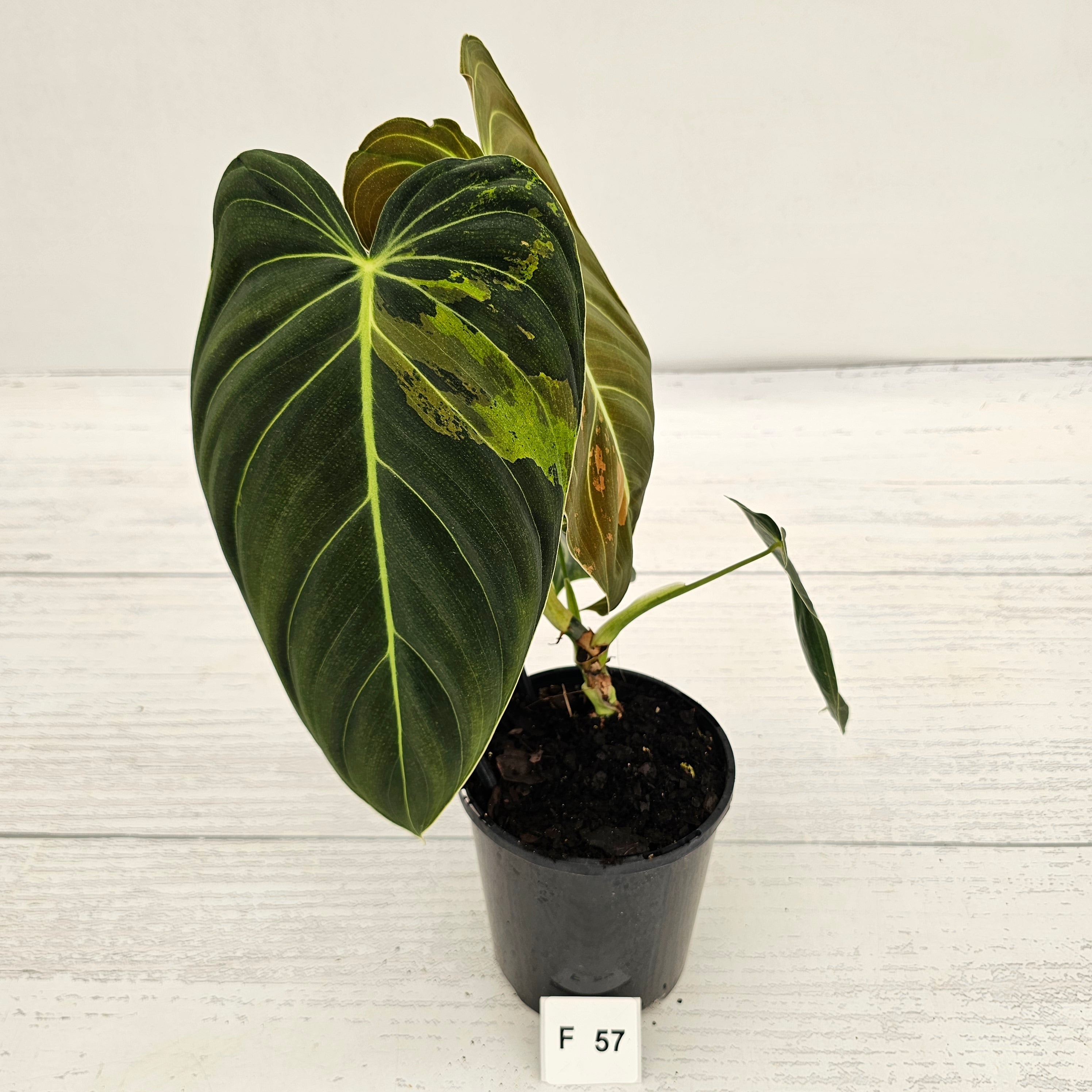Philodendron melanochrysum Variegata