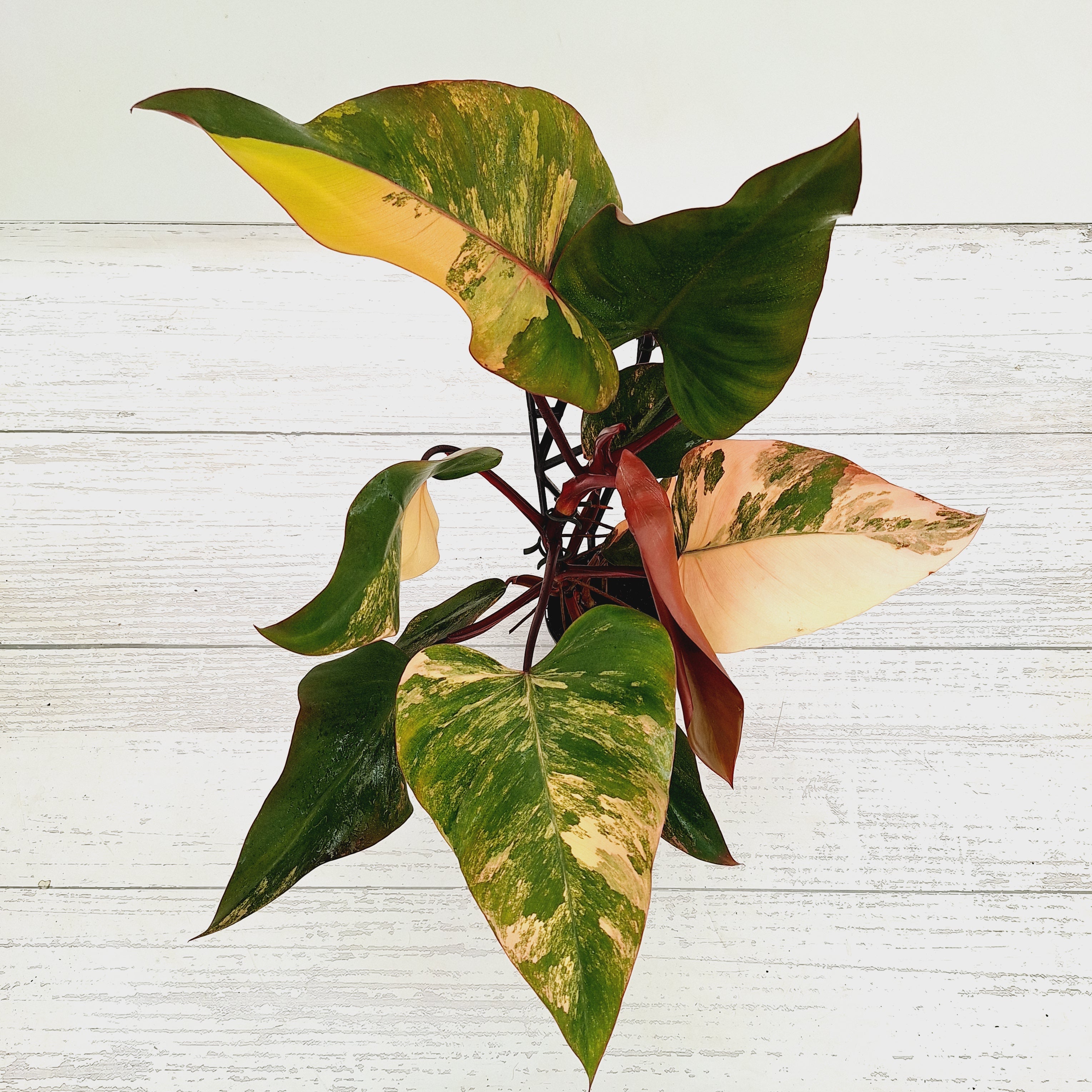 Philodendron erubescens Strawberry Shake