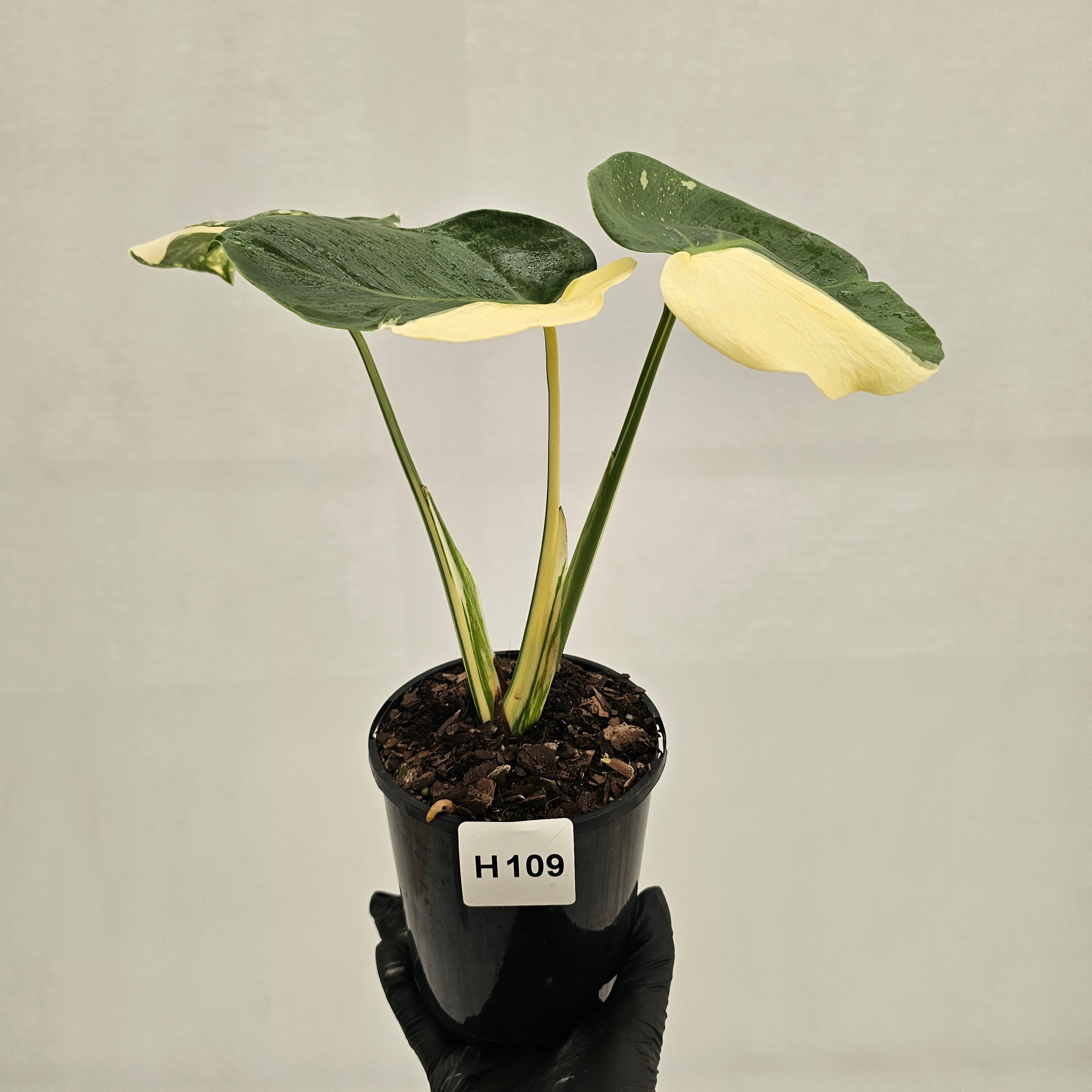 Monstera deliciosa Thai Constellation