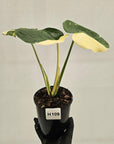 Monstera deliciosa Thai Constellation