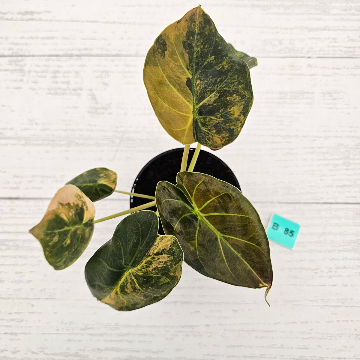 Alocasia ‘wentii’ Variegated - SALE