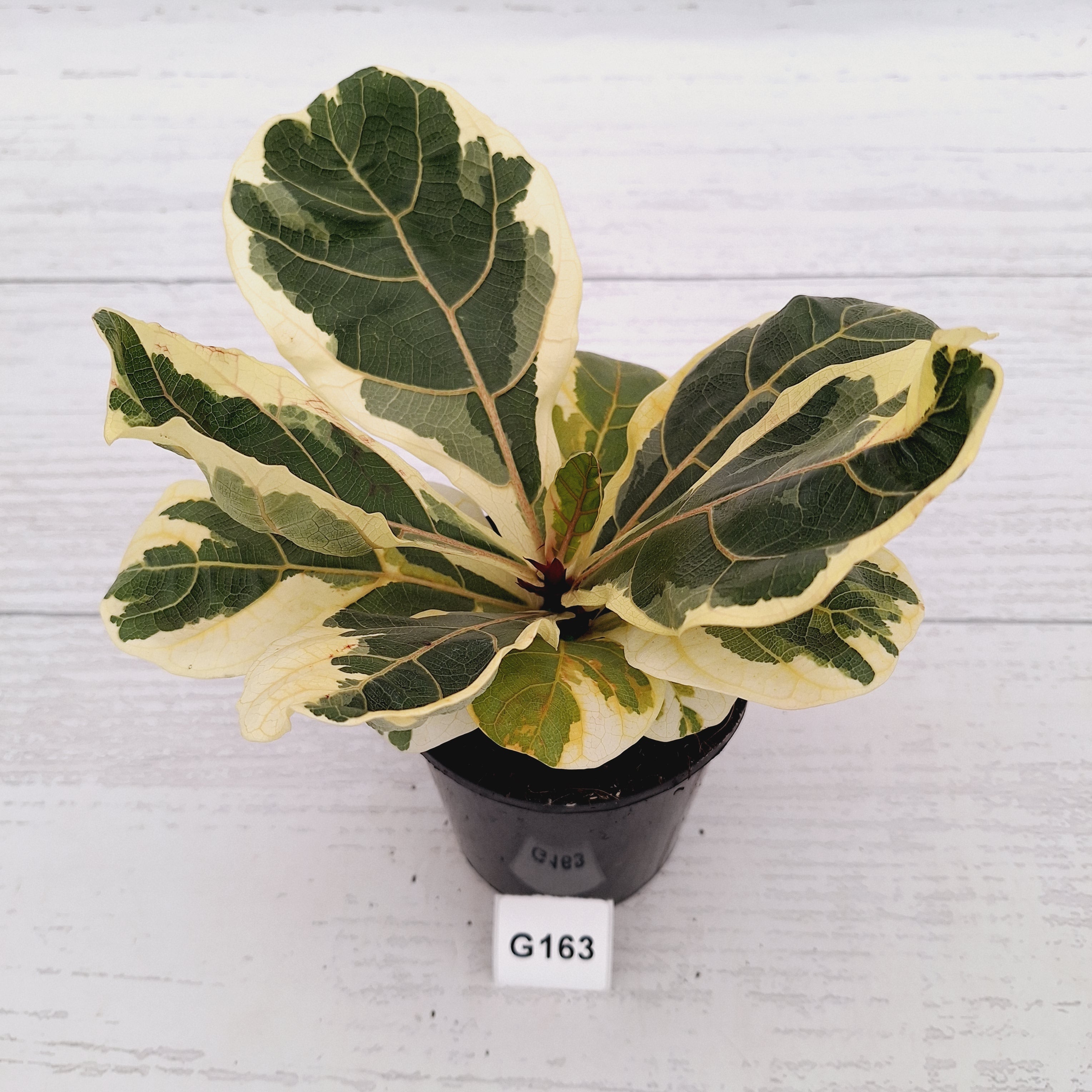 Ficus lyrata Variegata