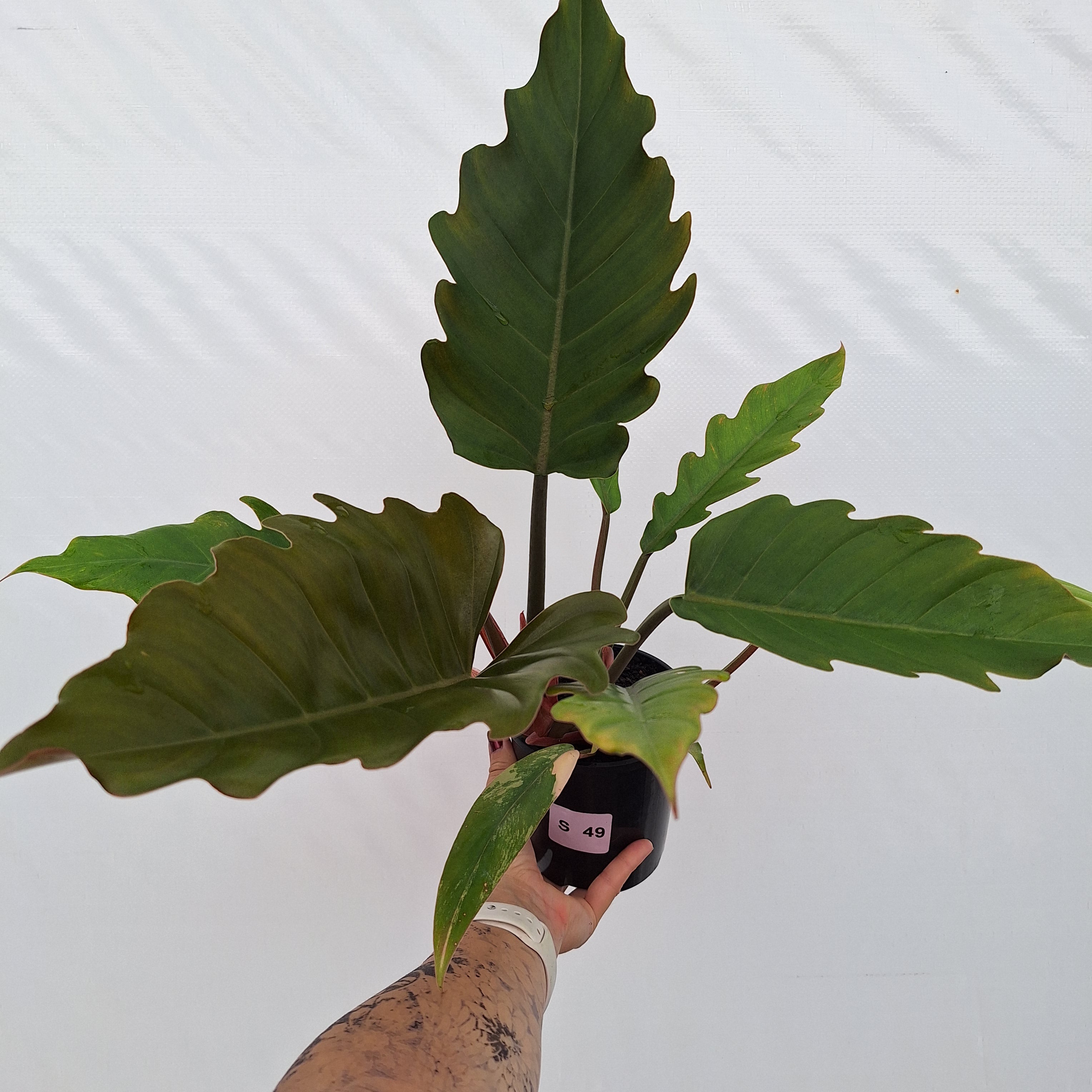 Philodendron serratum Caramel Marble