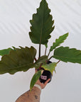Philodendron serratum Caramel Marble