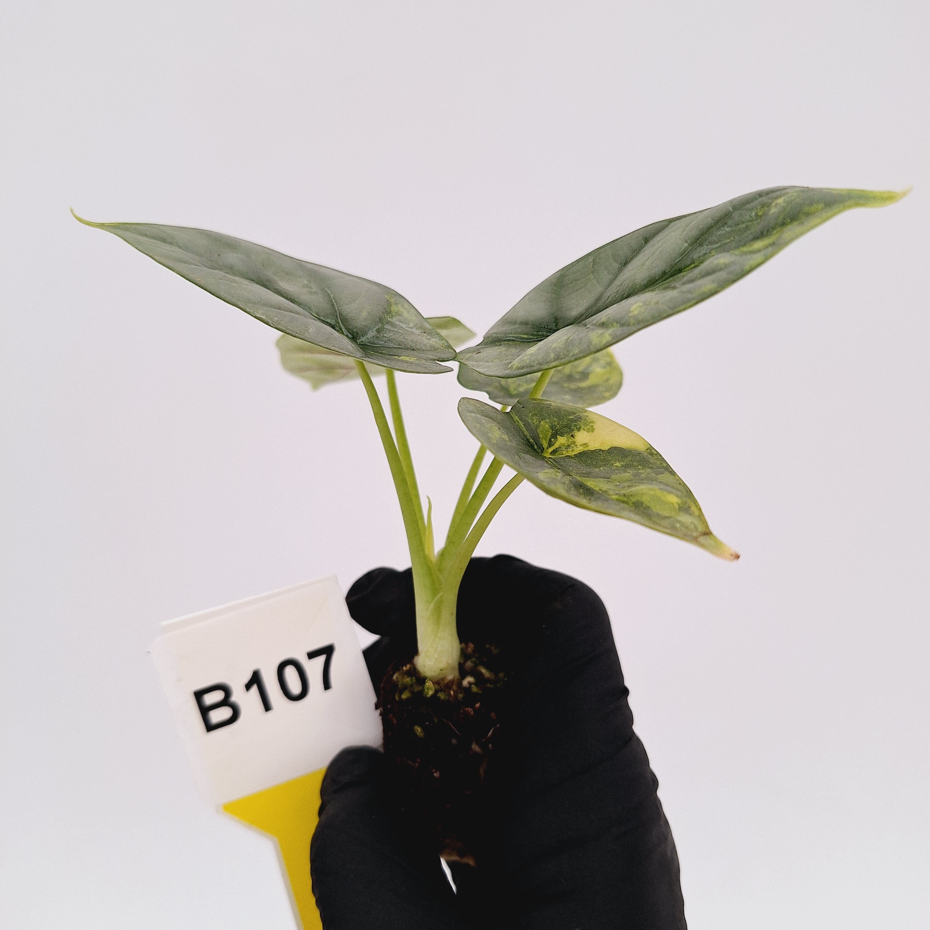 Alocasia baginda 'Silver Dragon' Variegata - Bare Bottom Baby