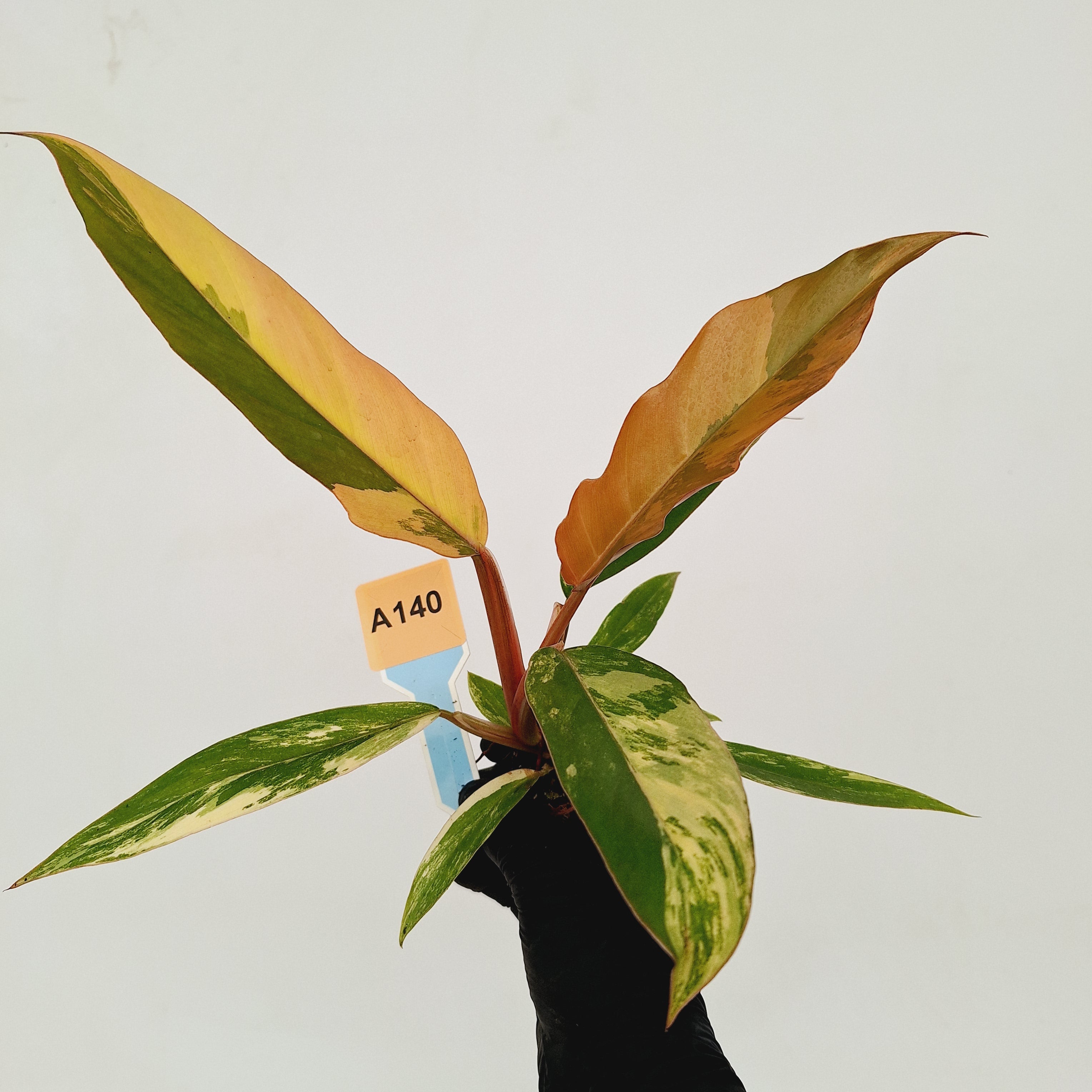 Philodendron serratum Caramel Marble- Bare bottom baby