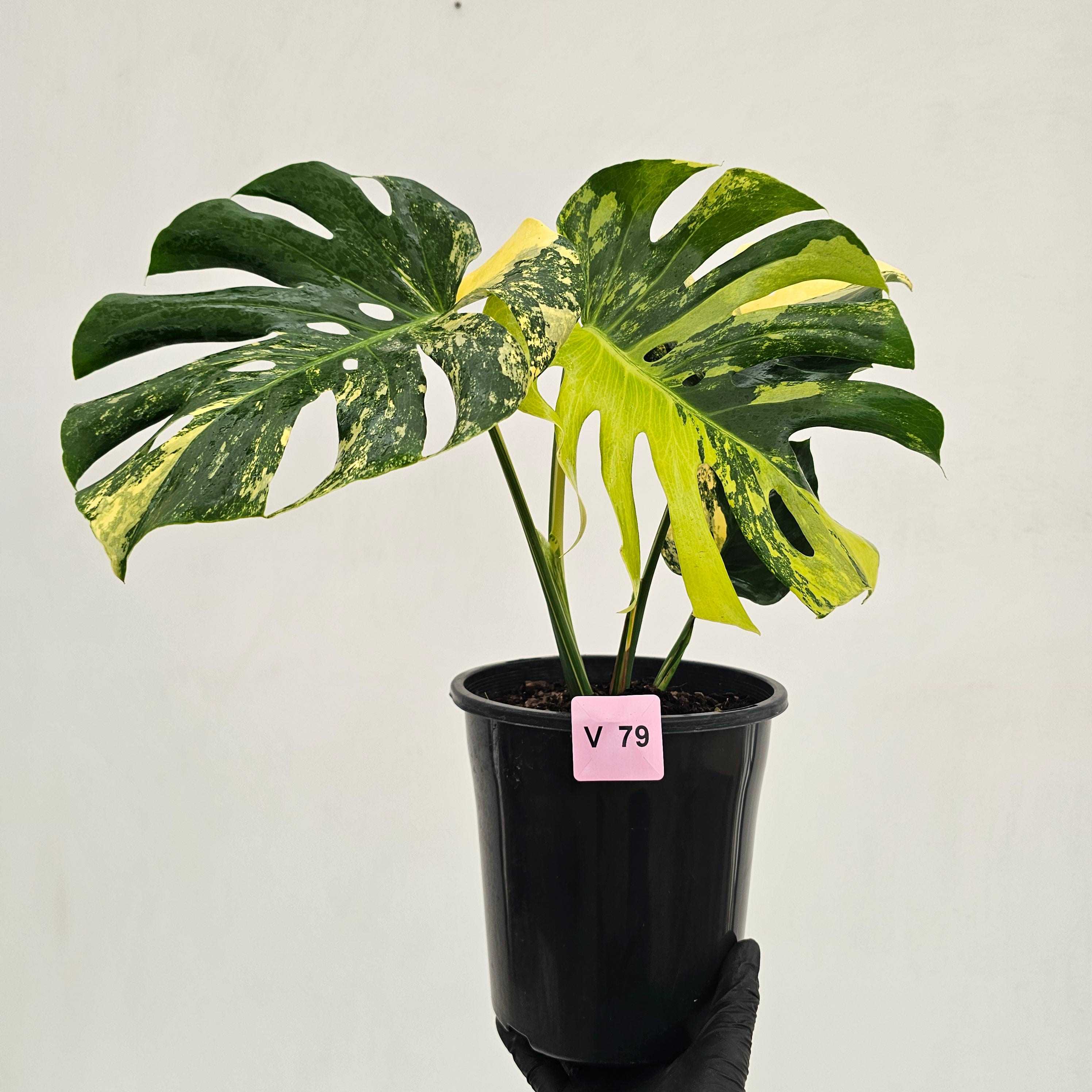 Monstera deliciosa Variegata