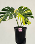 Monstera deliciosa Variegata