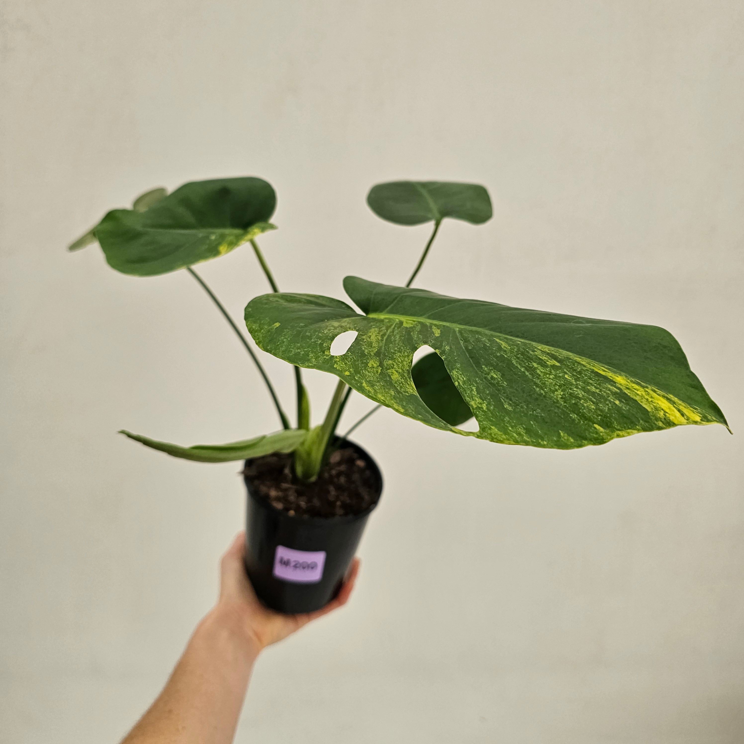 Monstera deliciosa Variegata