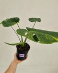 Monstera deliciosa Variegata