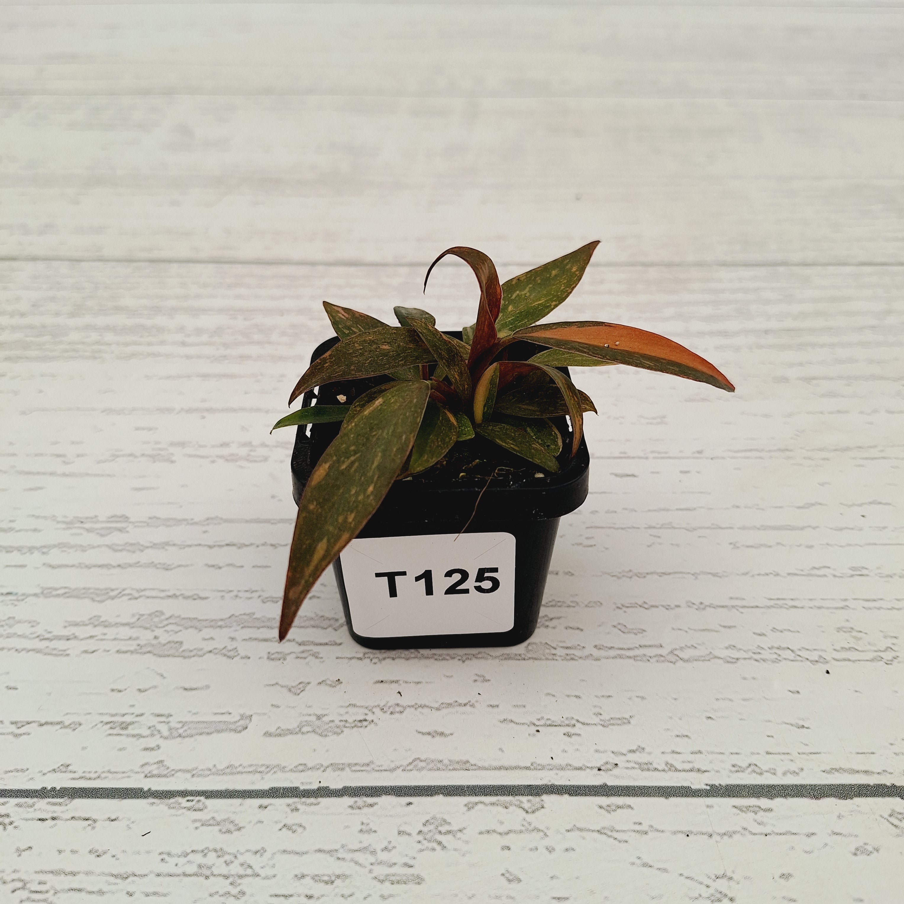 Philodendron &#39;Orange Princess&#39;
