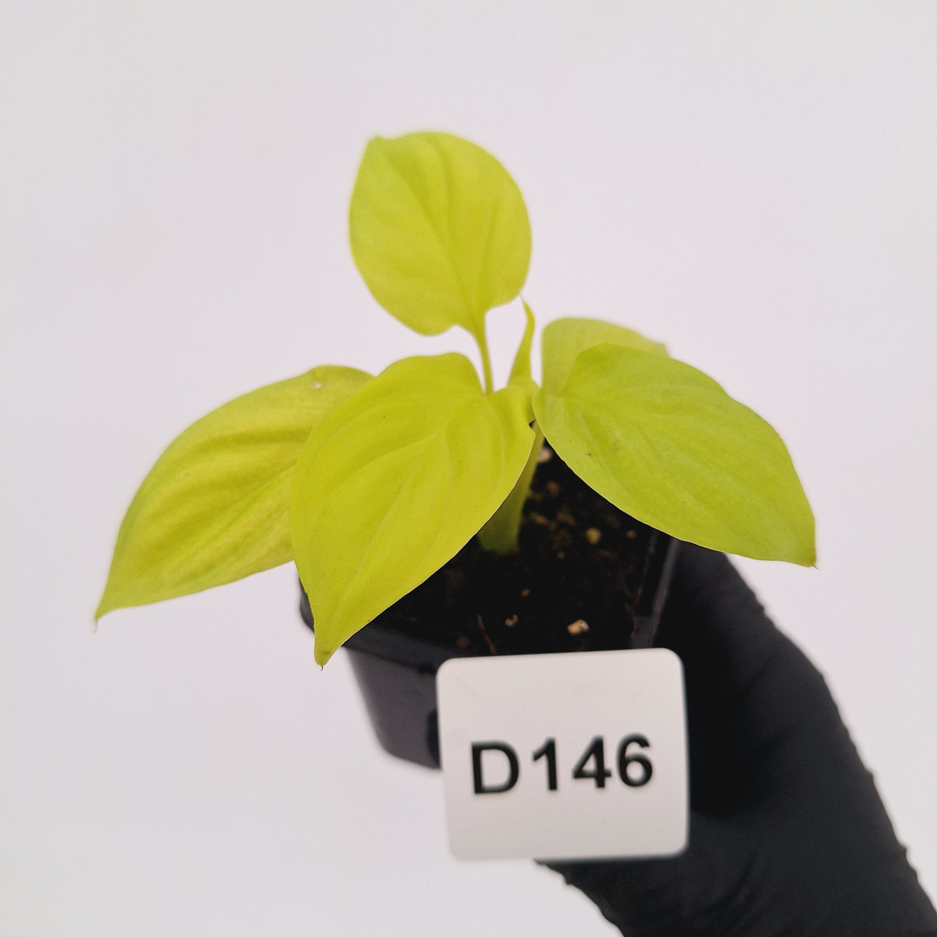 Homalomena rubescens Golden Hibiscus’ - Bare Bottom Baby