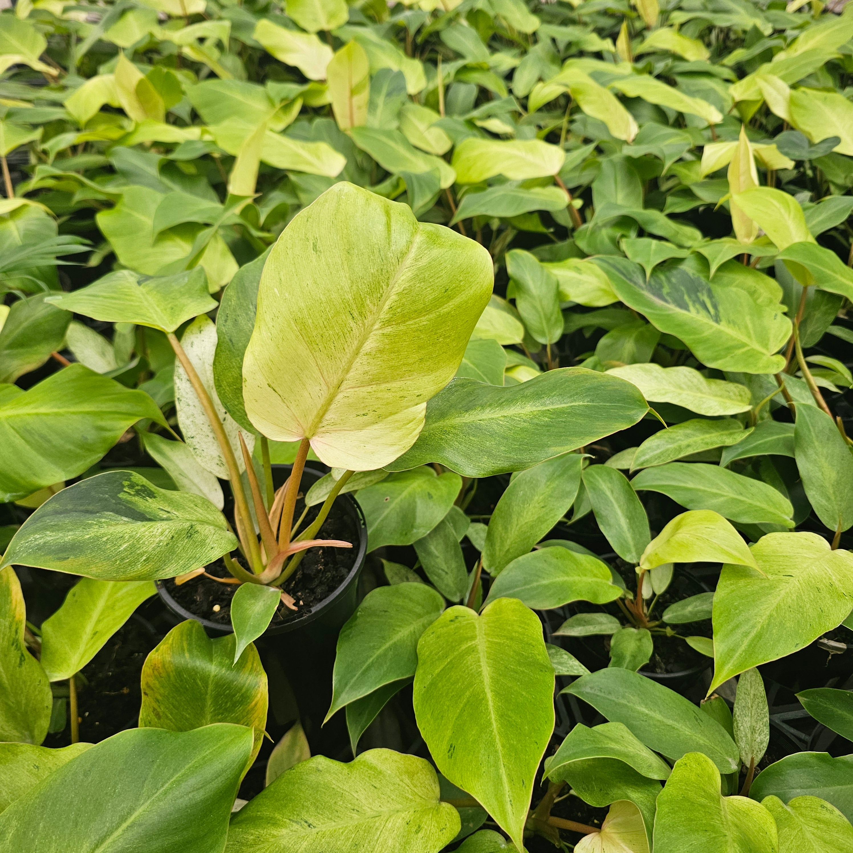 Philodendron pinnatifidum Snowdrift