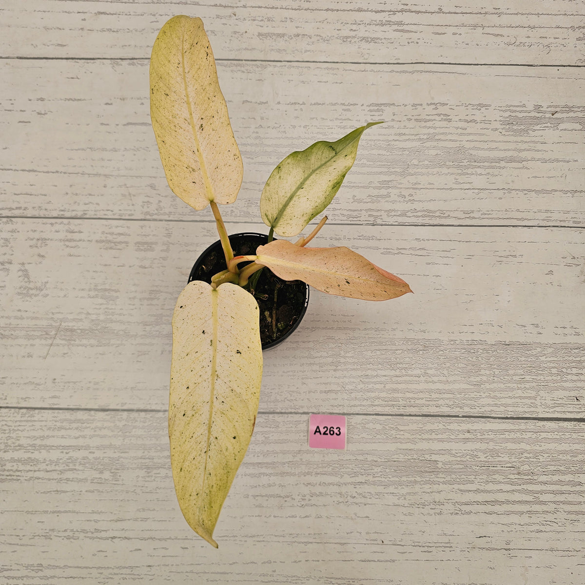 Philodendron  'Whipple Way' SALE