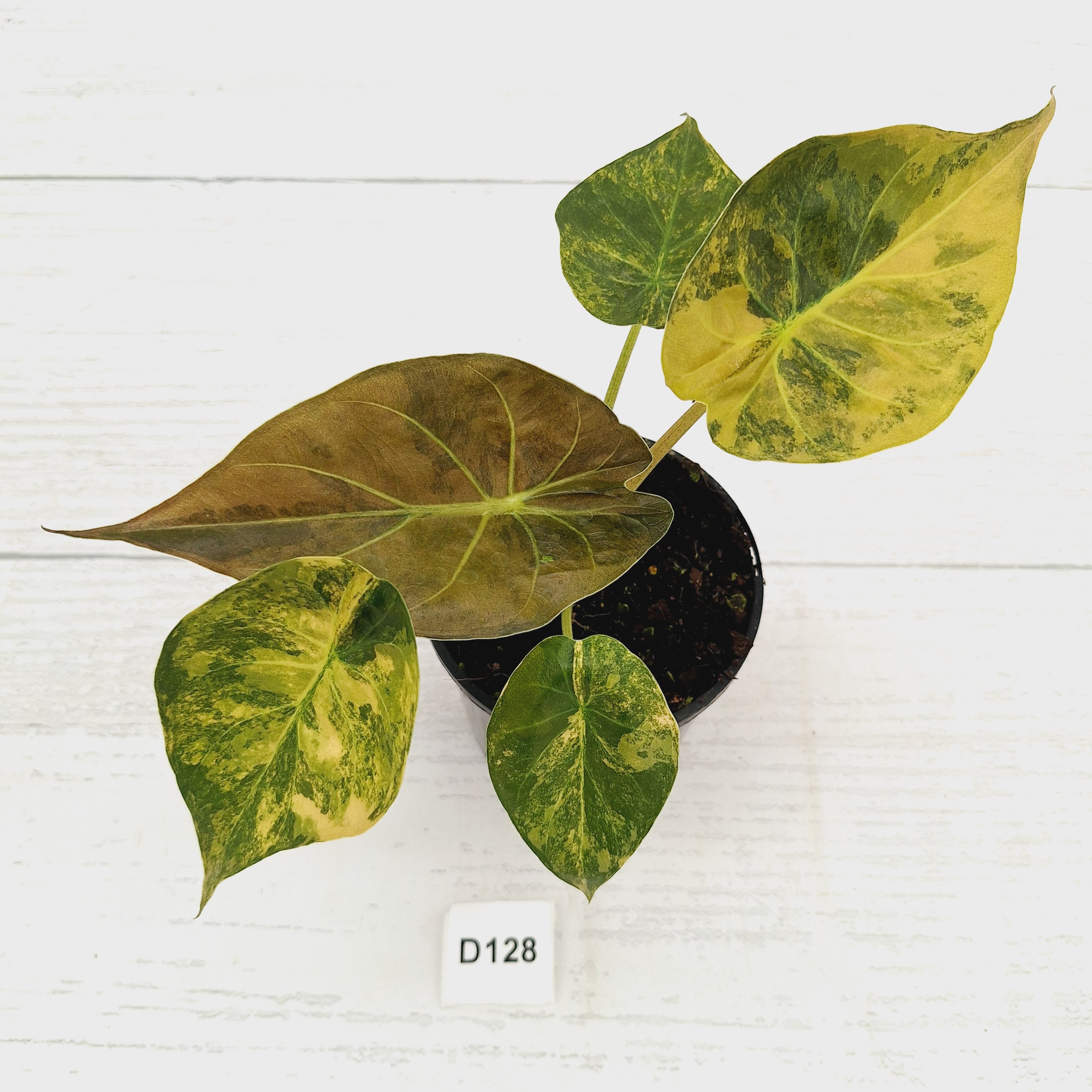 Alocasia ‘wentii’ Variegated