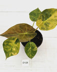 Alocasia ‘wentii’ Variegated