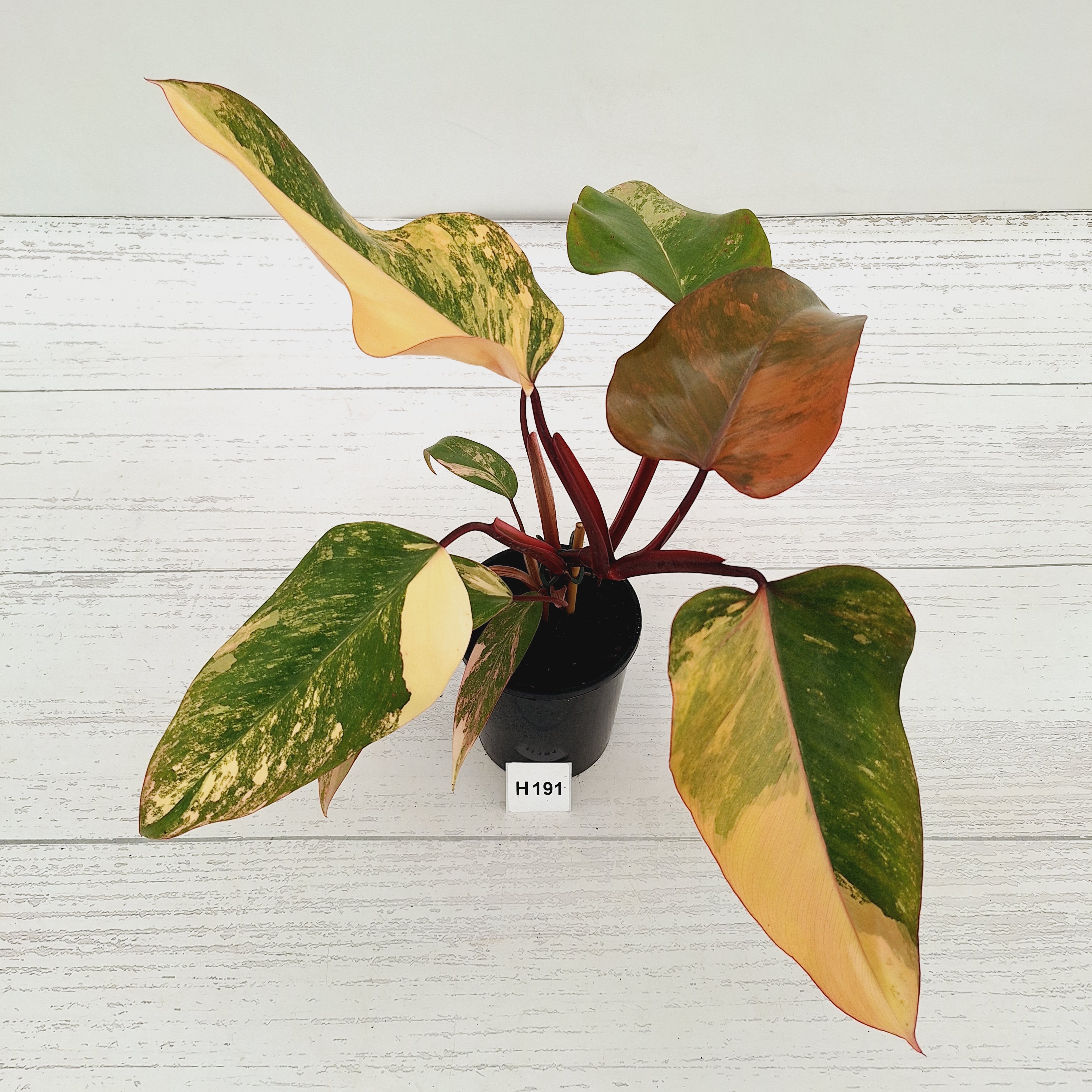 philodendron erubescens strawberry shake Philodendron erubescens Strawberry Shake
