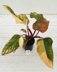 Philodendron erubescens Strawberry Shake - SALE
