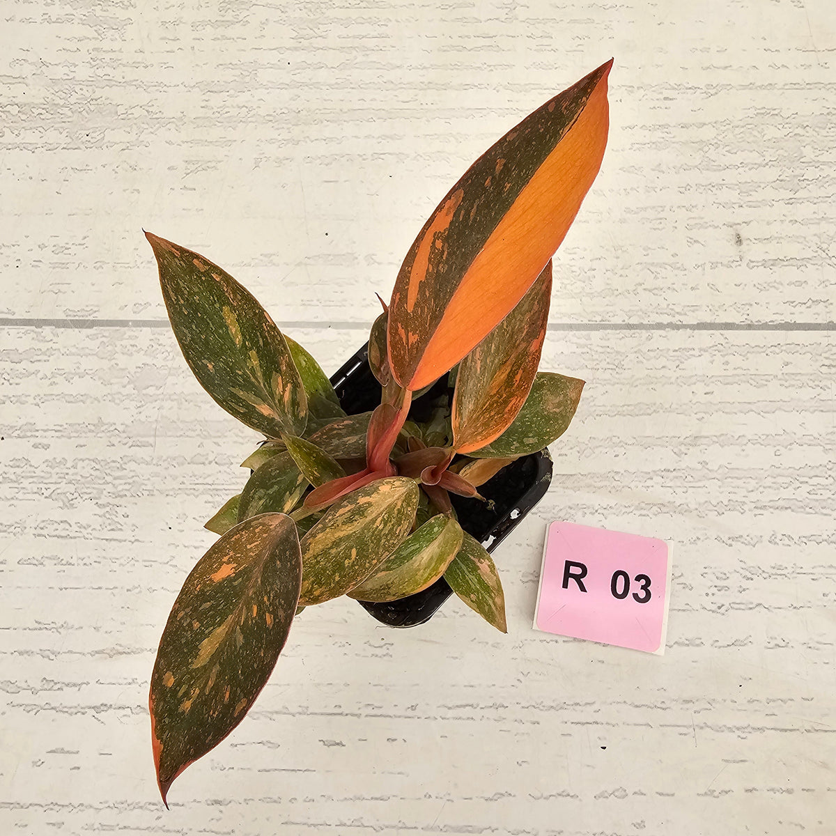 Philodendron 'Orange Princess' 70mm