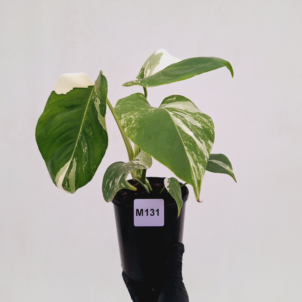 Monstera borsigiana 'Albo'