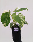 Monstera borsigiana 'Albo'