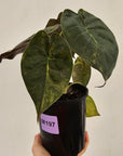 Alocasia ‘wentii’ Variegated - Sale