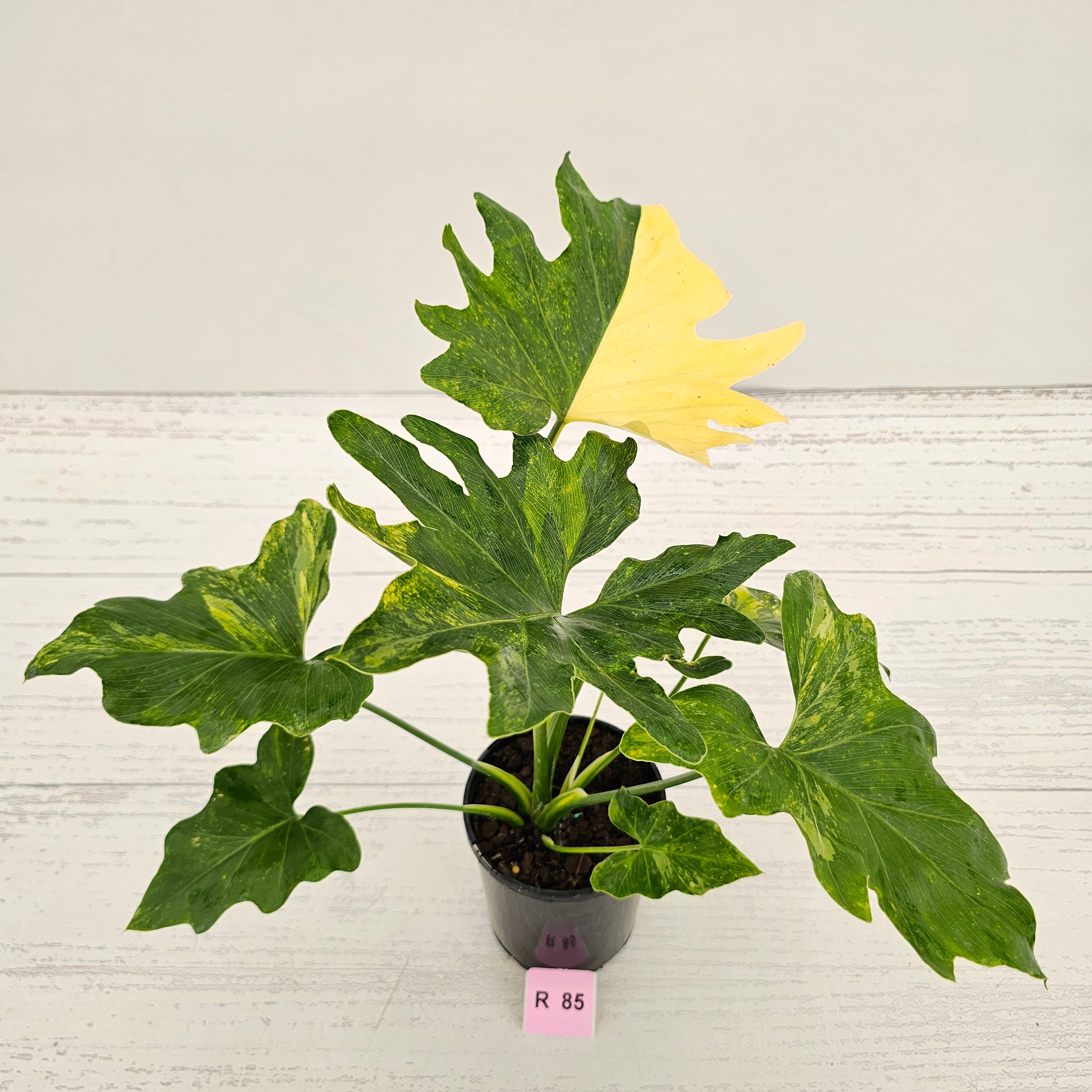 Philodendron bipinnatifidum variegata - SALE