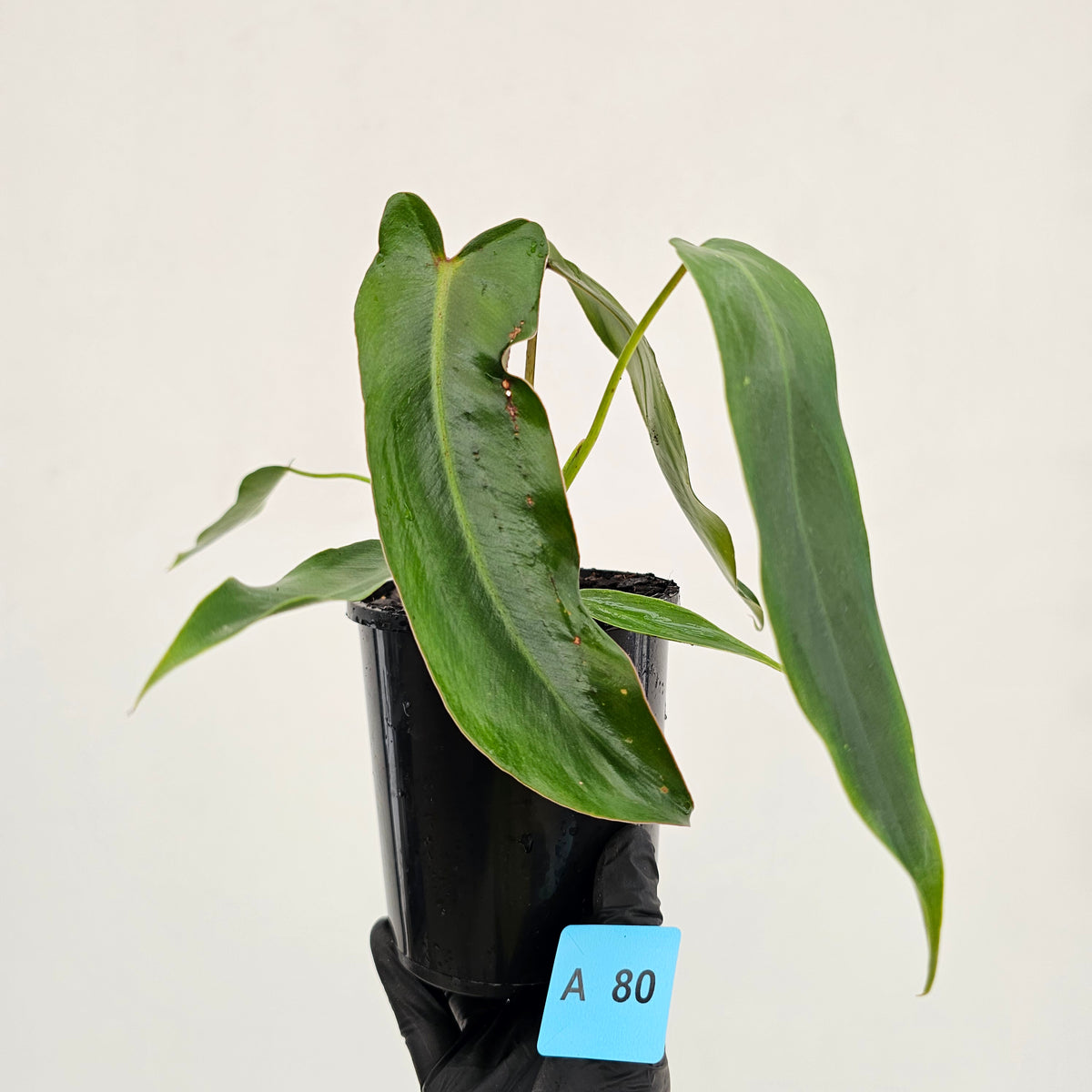 Philodendron spiritus-sancti