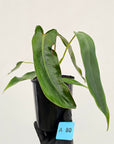 Philodendron spiritus-sancti