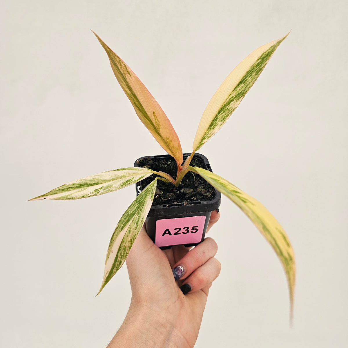 Philodendron serratum 'Caramel Marble' -flash sale