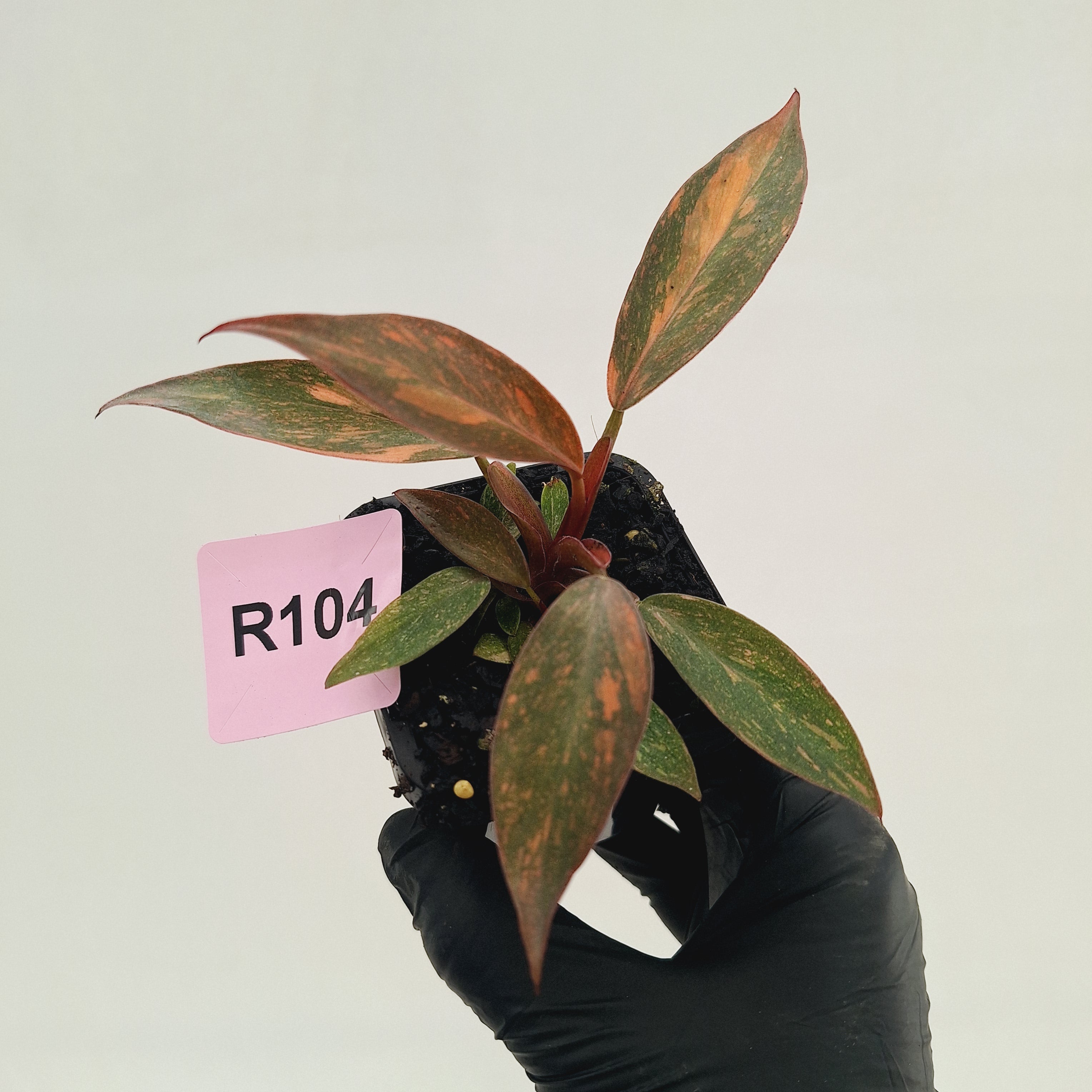 Philodendron 'Orange Princess' 70mm