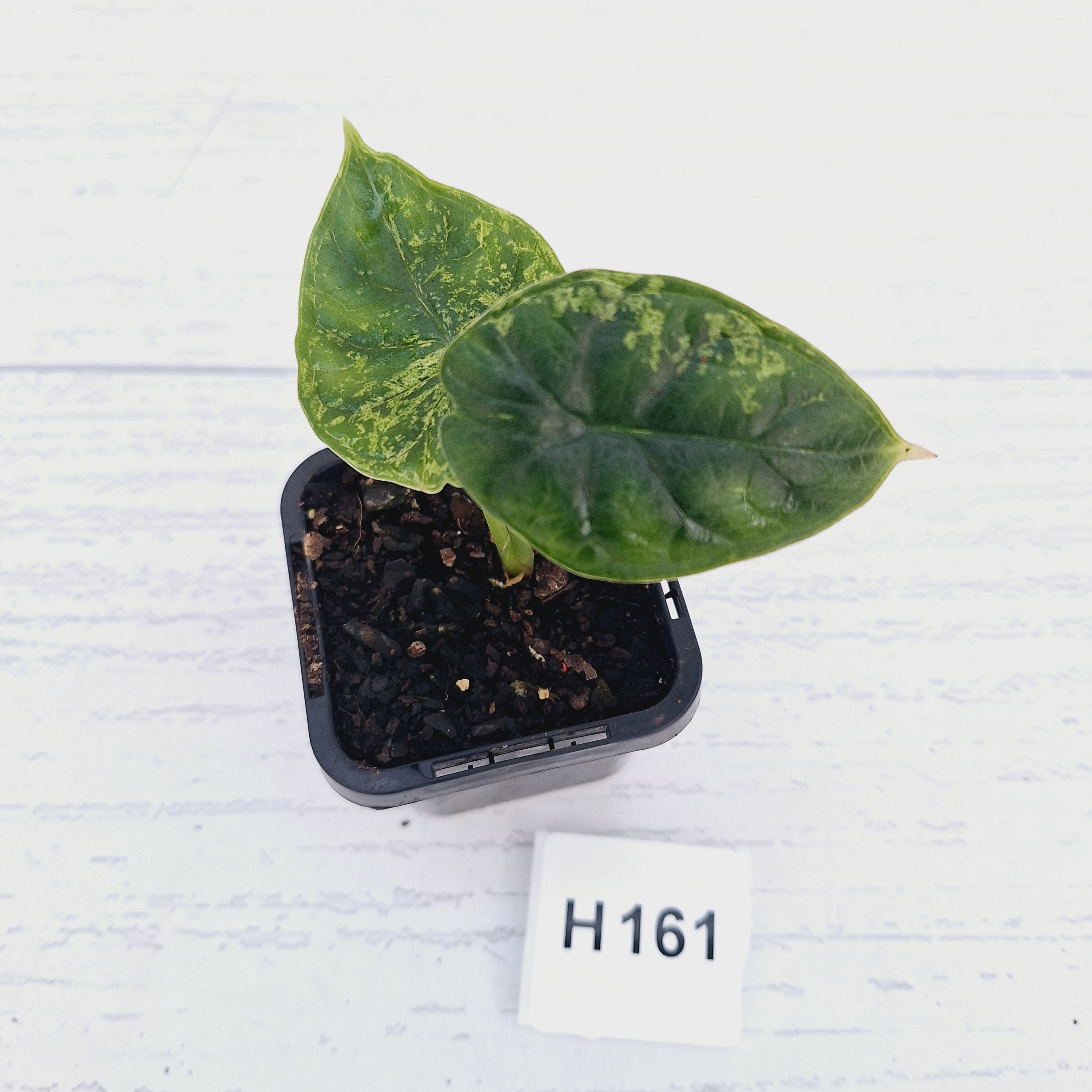 Alocasia Dragon Scale 'Marble' Variegata