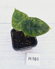 Alocasia Dragon Scale 'Marble' Variegata