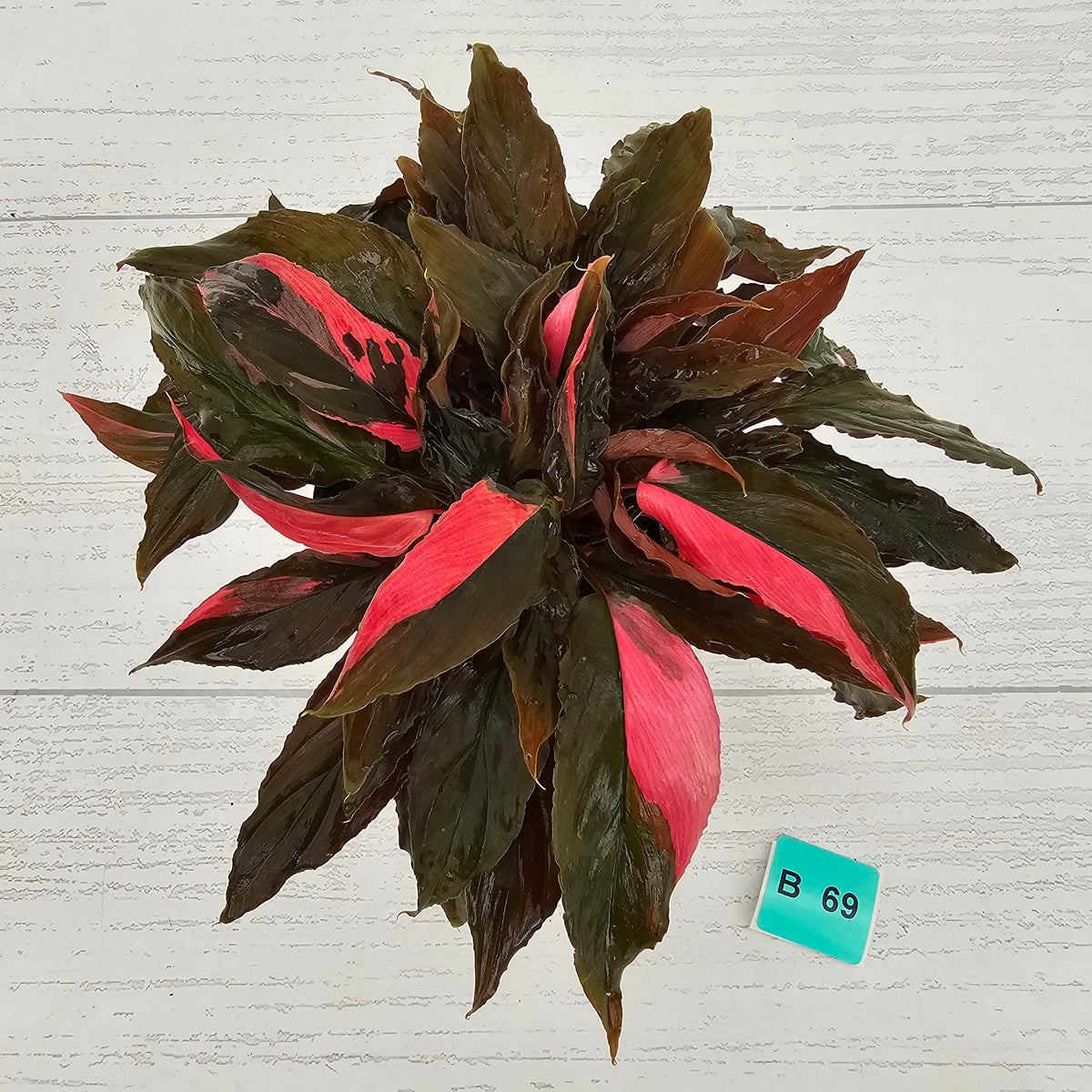 Homalomena Humilis Jungle Satin Variegata - SALE