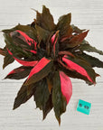 Homalomena Humilis Jungle Satin Variegata - SALE