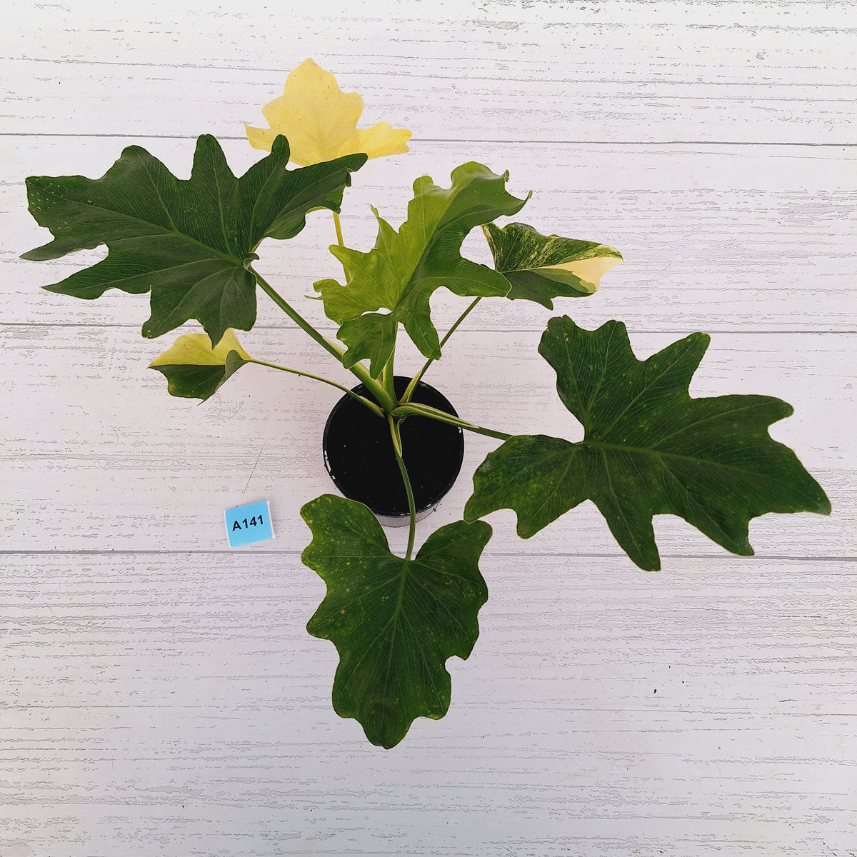 Philodendron bipinnatifidum variegata - SALE