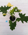 Philodendron bipinnatifidum variegata - SALE