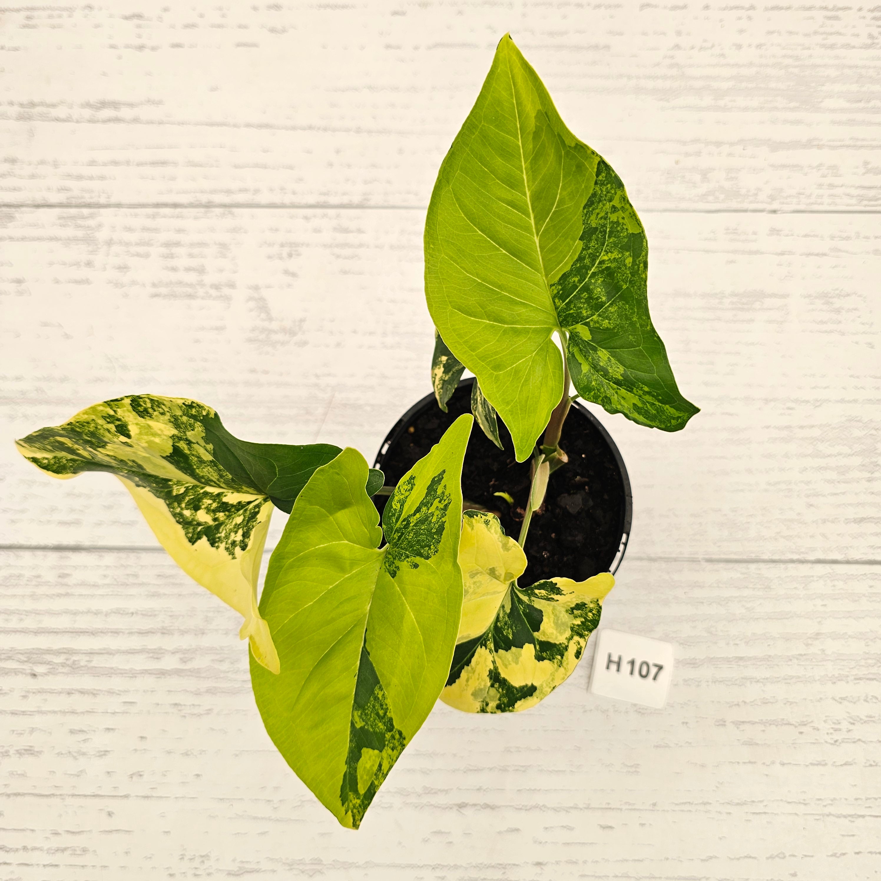 Syngonium podophyllum 'Gold'