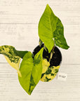 Syngonium podophyllum 'Gold'