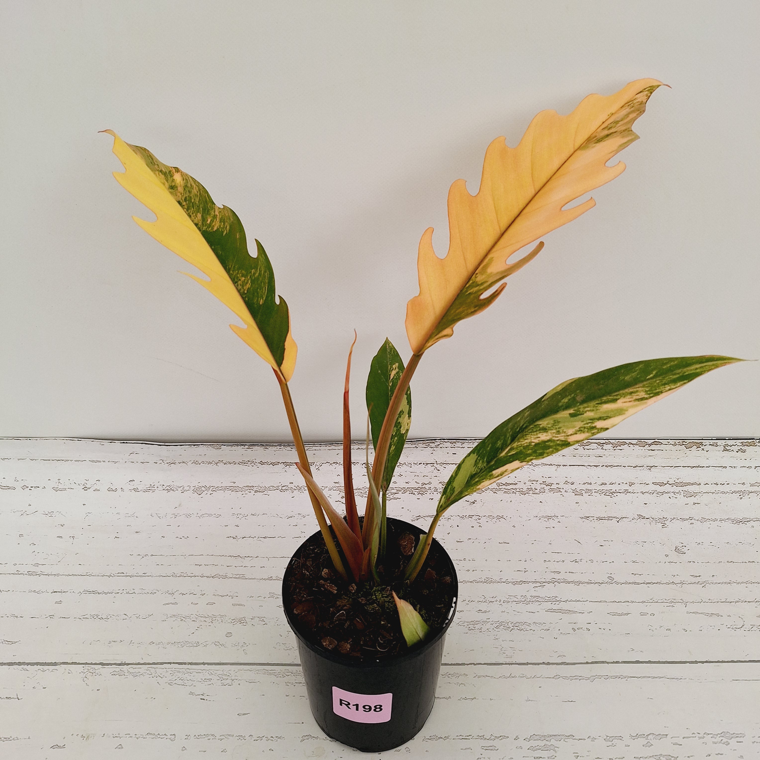 Philodendron serratum 'Caramel Marble'