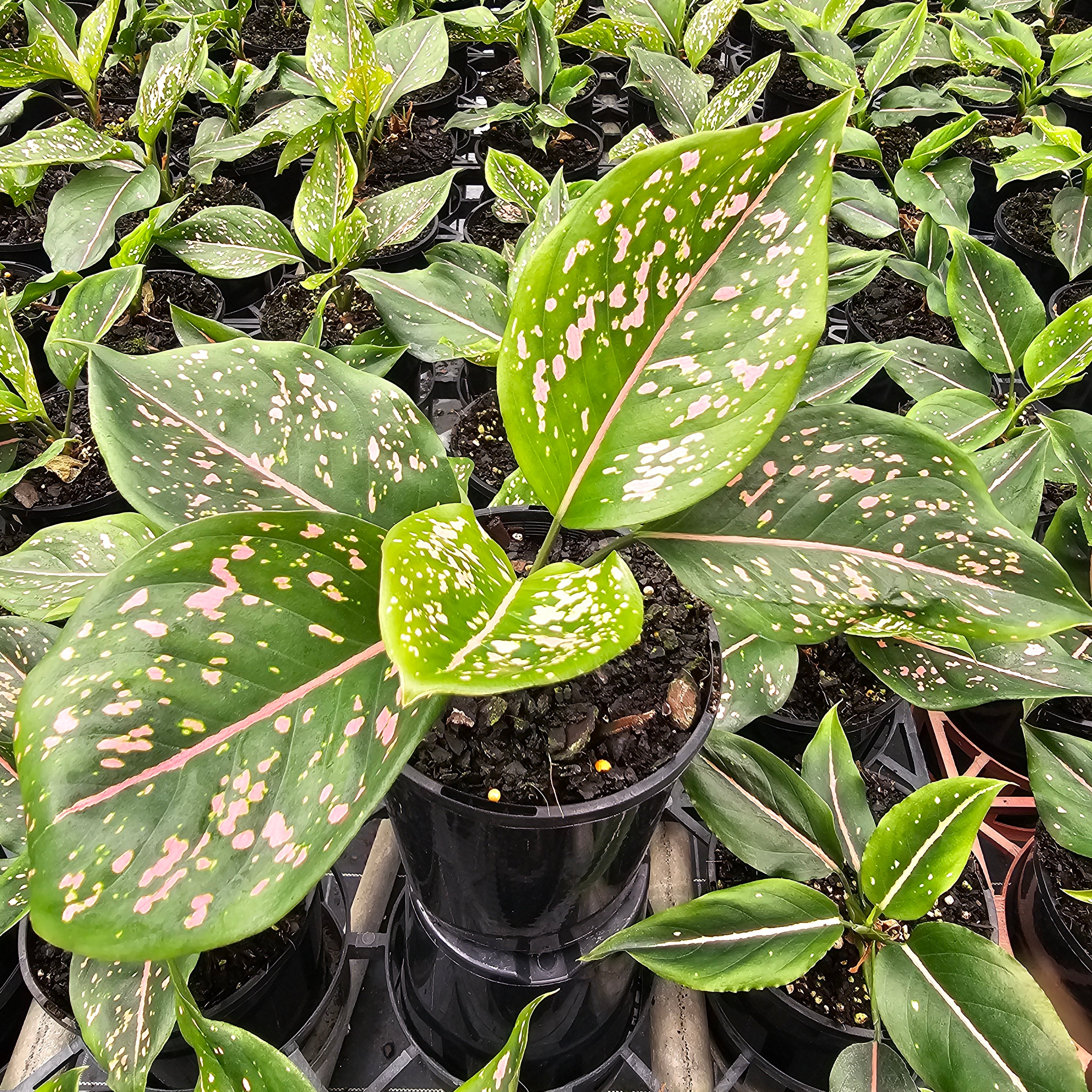 Aglaonema commutatum 'Pink Dalmation'