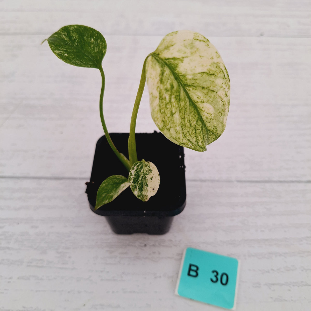Monstera Deliciosa 'White Monster'